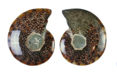 Ammonite: Cleoniceras, positive/negative imprint